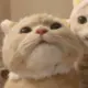 xueyulo